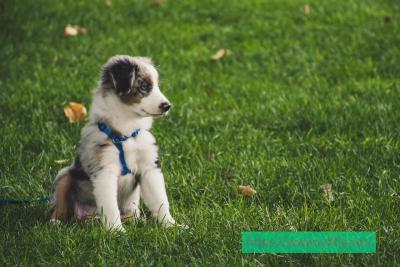 From Walks to Workouts: Leash Solutions That Fit Your Routine