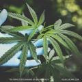 Popular Impacts of Cannabis on Brain: Short and Long-Term Effect